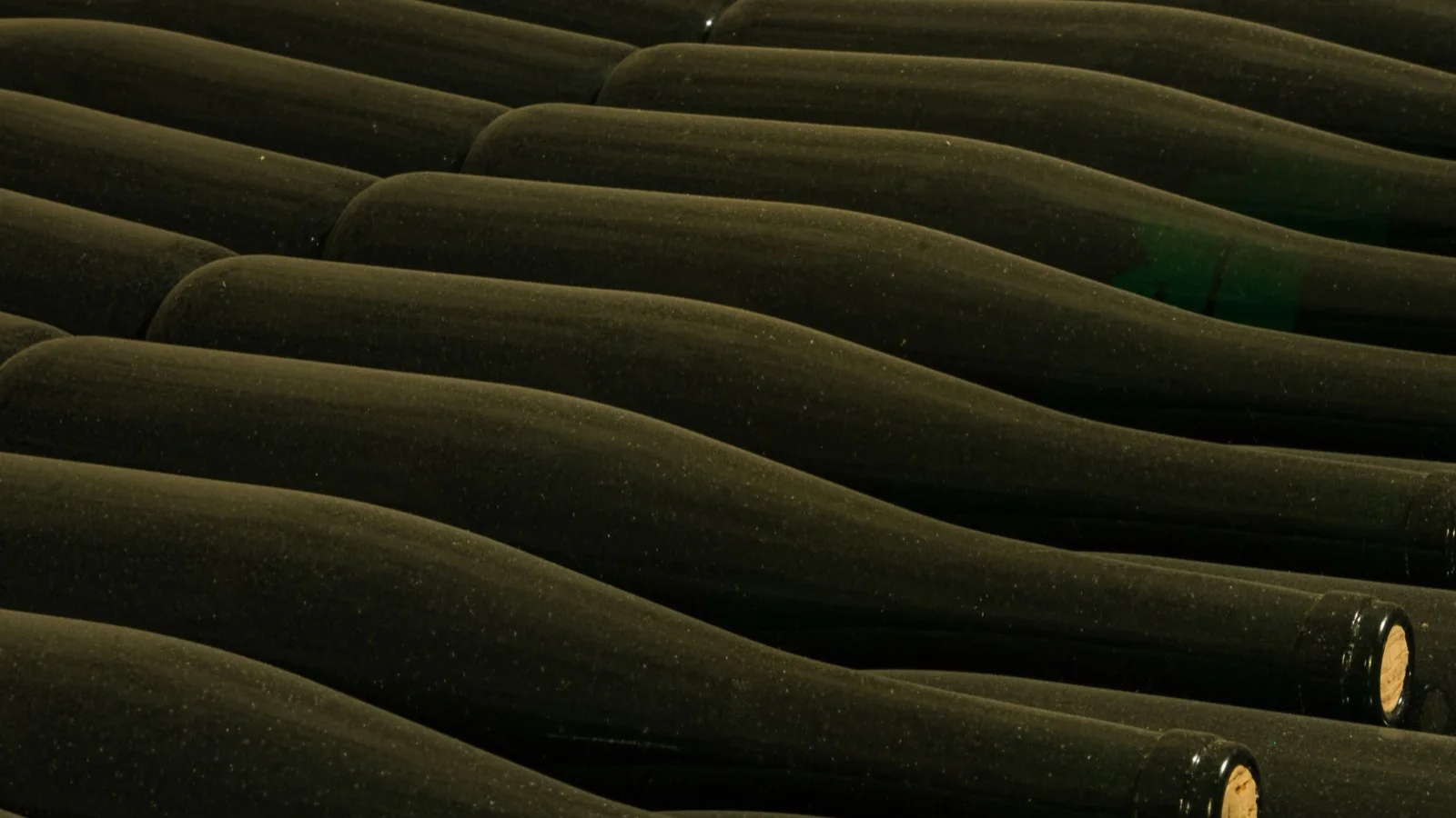 Botellas de vino colocadas en filas en la bodega de una explotación vinícola